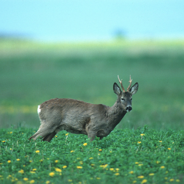 R�dyr i blomstrende vildtager &ndash; ungt kid i for�rsmark med m�lkeb�tter og frisk gr�s