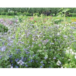 Blomsterblanding bier 0,5 kg. enrig 125 m2 