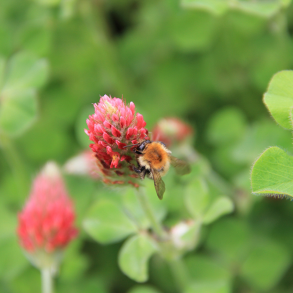 Blodkl�ver i blomst &ndash; proteinrigt vildtfoder og bi-venlig efterafgr�de til vildtfodring.dk