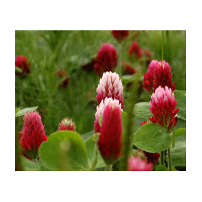 Blodklver 1 kg.    klik for info