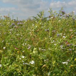 Biodiversitetsrig naturmark &ndash; massevis af sm� hvide blomster i gr�n vegetation til pollinatorer