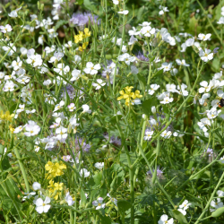 Vildtager i for�ret &ndash; rig eng med hvide margueritter, gule m�lkeb�tter og nektar til bier og insekter