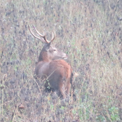 Blomstrende vildtagerblanding 10 kg 1-2 �rig