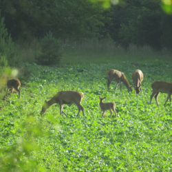 Krondyr i vild naturmark &ndash; flok med kalve gr�ssende i h�jt gr�s med skovkant og naturlig d�kning