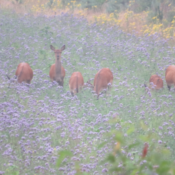 R�dyr i blomstrende vildtager &ndash; flok i h�j lilla phacelia-eng med naturlig f�de og d�kning