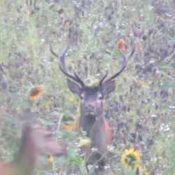 Krondyr i vildtagerblanding &ndash; buk med imponerende gevir gr�ssende i gul m�lkeb�tte-eng