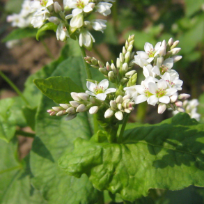 Boghvede i blomst &ndash; hurtigvoksende vildtfr� og bi-venlig nektarplante til vildtfodring.dk