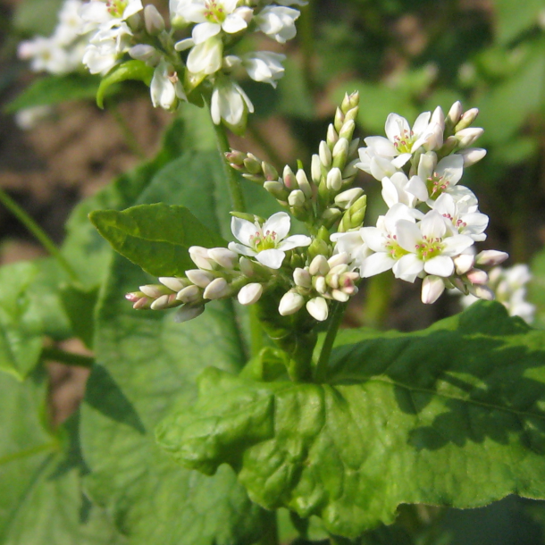 Boghvede i blomst &ndash; hurtigvoksende vildtfr� og bi-venlig nektarplante til vildtfodring.dk