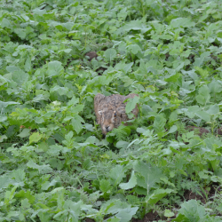 Markhare i kl�vermark &ndash; naturlig habitat med t�t gr�n kl�ver til sm�vildt og d�kning