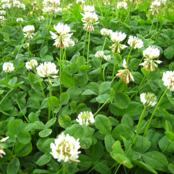 Proteinrig hvidkl�ver i vildtagerblanding &ndash; hvide blomster og blade til nektar, bier og foder til r�dyr