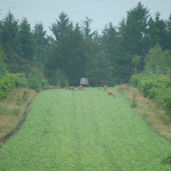 Ny-s�et vildtager eller gr�smark &ndash; kort, gr�nt gr�s med tr�er i baggrunden til hjortevildt og d�kning