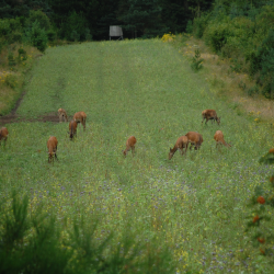 Krondyr i vild naturmark &ndash; flok gr�ssende i h�jt gr�s med skovkant og naturlig d�kning