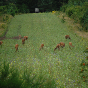 Krondyr i vild naturmark &ndash; flok gr�ssende i h�jt gr�s med skovkant og naturlig d�kning