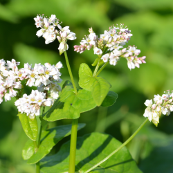 Proteinrig hvidkl�ver i vildtagerblanding &ndash; hvide blomster og blade til nektar, bier og hjortevildt-foder