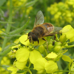 Insektvenlig blomsterblanding &ndash; bi p� gule raps- eller sennepsblomster for nektar og biodiversitet