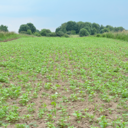 Ny-s�et vildtagerblanding &ndash; spredte unge planter i jord, klar til hurtig etablering og biodiversitet