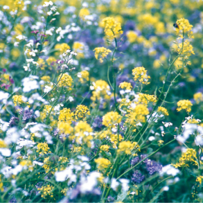 Vildtager i for�ret &ndash; rig eng med gule m�lkeb�tter, ranunkler, hvide margueritter og nektar til bier og insekter