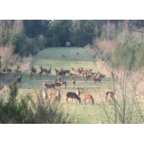 Hjortevildtets livret 10 kg fler�rig    