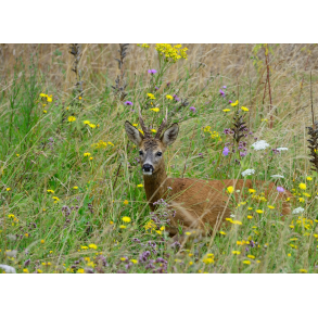 Levested alle vildtarter - insekter 1,5 kg fler�rig NYHED
