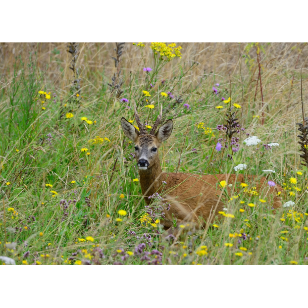 Levested alle vildtarter - insekter 1,5 kg fler�rig NYHED