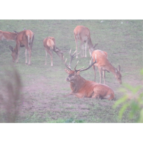 S�rdeles attraktiv blanding til alt hjortevildt 10 kg fler�rig NYHED