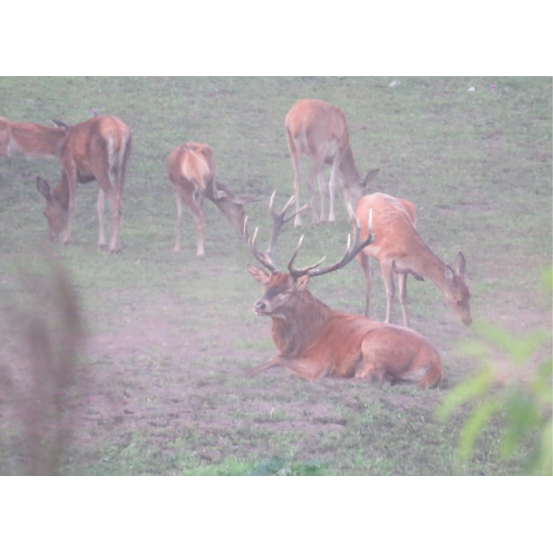 S�rdeles attraktiv blanding til alt hjortevildt 10 kg fler�rig NYHED