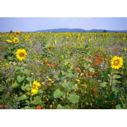 VILD blomster landskab insekter 1 kg fler�rig