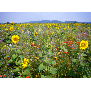 VILD blomster landskab insekter 1 kg fler�rig