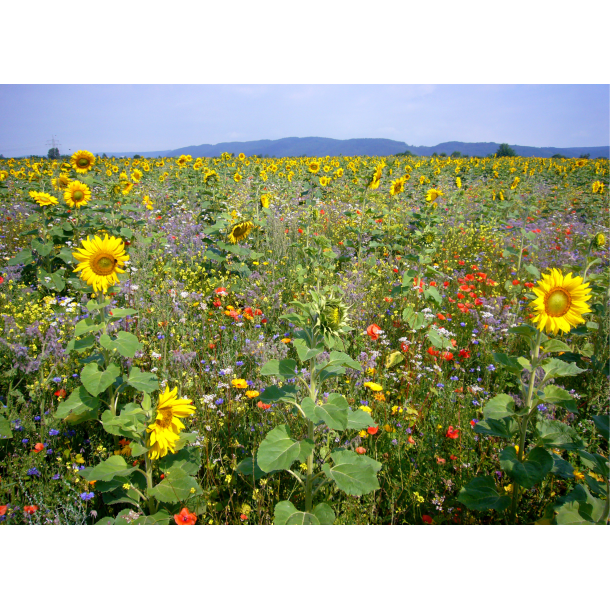 VILD blomster landskab insekter 1 kg fler�rig