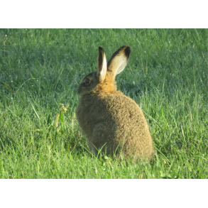 R�dyr og hare - engblanding  10 kg fler�rig 