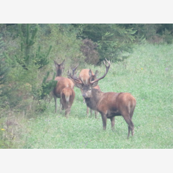 Hjortevildtets mark/engblanding 10 kg fler�rig 