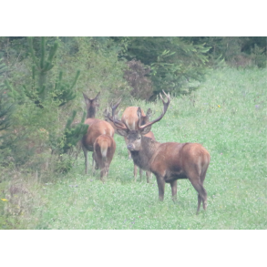 Hjortevildtets mark/engblanding 10 kg fler�rig 