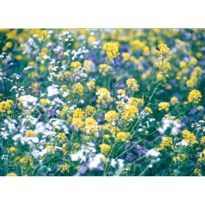 Den hurtige  efter�r-vinter vildtagerblanding 10 kg en�rig 