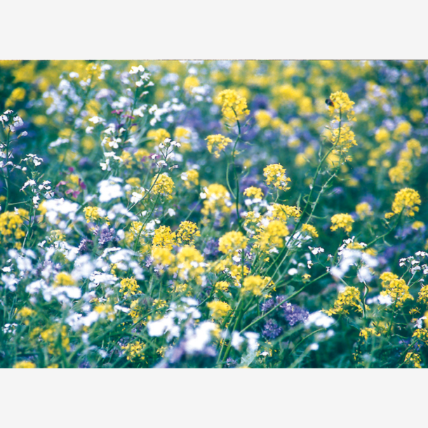 Den hurtige  efter�r-vinter vildtagerblanding 10 kg en�rig 