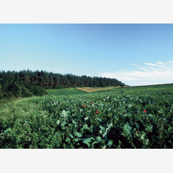 Universal efter�r - vinter vildtagerblanding 10 kg en�rig 