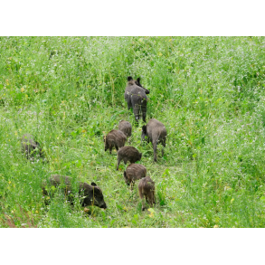 Vildsvin magnet vildtager 10 kg NYHED