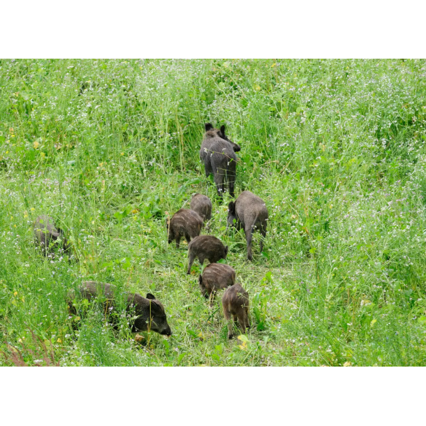 Vildsvin magnet vildtager 10 kg NYHED