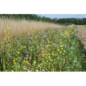 �kologisk vildtagerblanding (faunastriber ) 10 kg.   Egnet til blomsterbrak