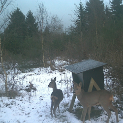 Foderautomat r�dyr, d�dyr og krondyr 90 L.