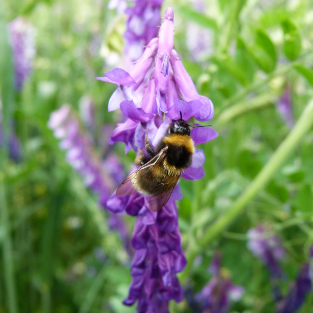 Fodervikke i blomst med bi &ndash; proteinrigt vildtfoder og bi-venlig efterafgr�de til vildtfodring.dk