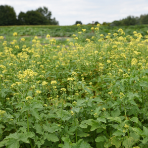 Gul sennep i blomst &ndash; hurtigvoksende vildtfr� til d�kning og bi-venlig efterafgr�de p� vildtfodring.dk
