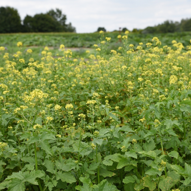 Gul sennep i blomst &ndash; hurtigvoksende vildtfr� til d�kning og bi-venlig efterafgr�de p� vildtfodring.dk