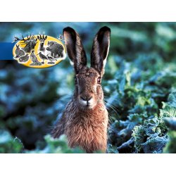 Universal efterr - vinter vildtagerblanding 10 kg enrig  klik for info