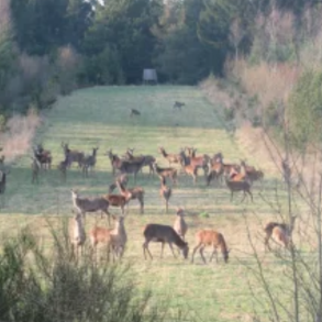 Krondyr i vild naturmark &ndash; stor flok gr�ssende i t�get morgeneng med h�jt gr�s