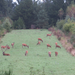 R�dyr i vild naturmark &ndash; flok gr�ssende i gr�n eng med naturlig d�kning og tr�er i baggrunden
