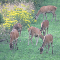 Krondyr i vild naturmark &ndash; flok gr�ssende i frisk eng med naturlig d�kning og f�de