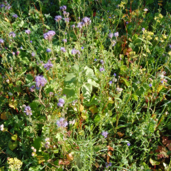 Insektvenlig vildtagerblanding &ndash; bl�-lilla nektarplanter i h�j mark til bier, sommerfugle og biodiversitet