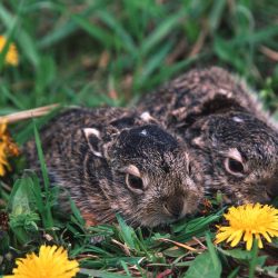 Harekid i blomstrende vildtager &ndash; sm�vildt skjult i gr�s med m�lkeb�tter og naturlig d�kning