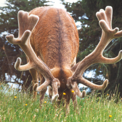 Krondyr i vild naturmark &ndash; buk med flot gevir gr�ssende i h�jt gr�s og naturlig d�kning