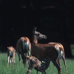 R� og r�dyrkids i vild naturmark &ndash; naturlig d�kning og f�de i h�jt gr�s ved skumring